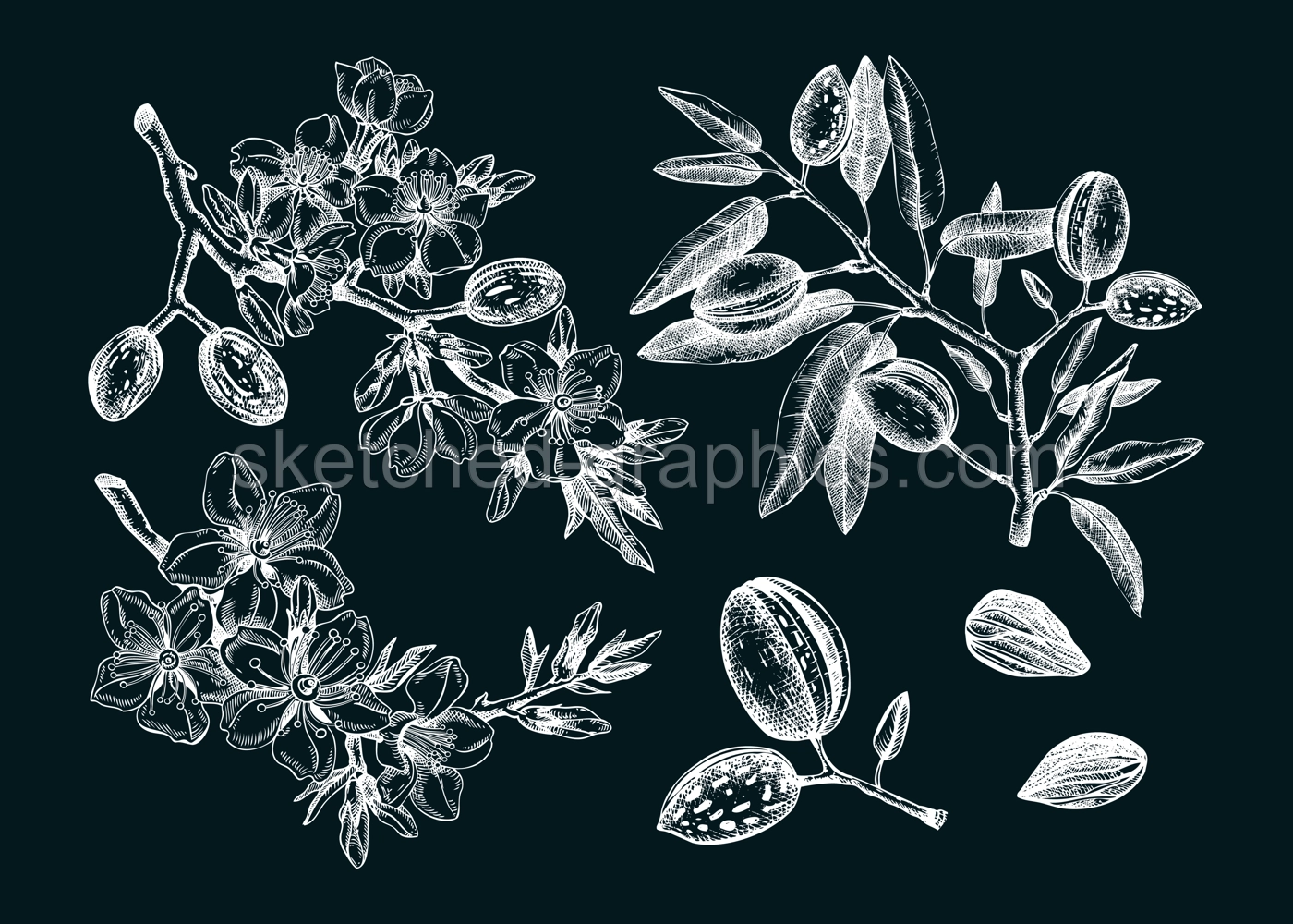Almond vector set on chalkboard. Botanical spring illustrations. Hand-drawn healthy food drawings. Nut trees sketches collection. Vintage  blooming branches, flowers, nuts, leaves. Illustration